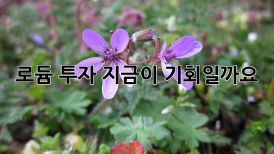 로듐 투자, 지금이 기회일까요? 🤔